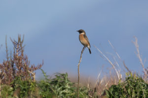 European Stonechat (Saxicola rubicola)