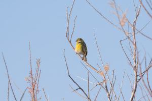 European Serin (Serinus serinus)