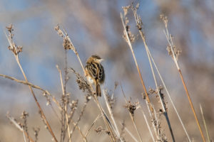 Zitting Cisticola (Cisticola juncidis)