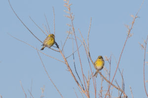 European Serin (Serinus serinus)