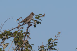 Eurasian Blackcap (Sylvia atricapilla)