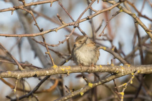 Dunnock (Prunella modularis)