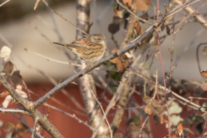 Dunnock (Prunella modularis)