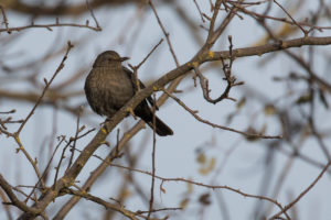 Eurasian Blackbird (Turdus merula)