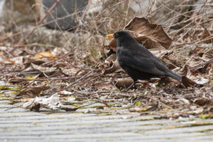 Eurasian Blackbird (Turdus merula)