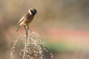 European Stonechat (Saxicola rubicola)