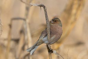 Common Chaffinch (Common) (Fringilla coelebs coelebs)