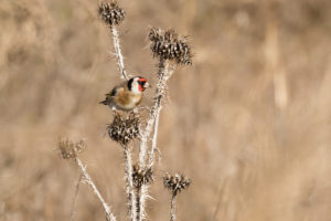 European Goldfinch (Carduelis carduelis)