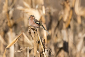 Common Chaffinch (Common) (Fringilla coelebs coelebs)