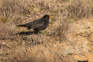 Eurasian Blackbird (Turdus merula)