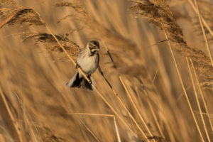 Reed Bunting (Emberiza schoeniclus)