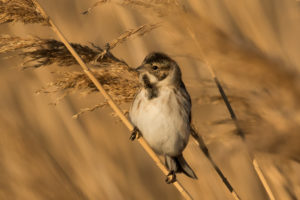 Reed Bunting (Emberiza schoeniclus)