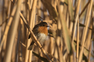 European Robin (Erithacus rubecula)