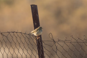 Meadow Pipit (Anthus pratensis)