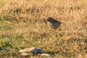 Meadow Pipit (Anthus pratensis)