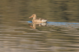 Northern Shoveler (Spatula clypeata)