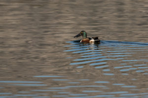 Northern Shoveler (Spatula clypeata)