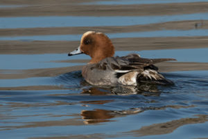 Eurasian Wigeon (Mareca penelope)