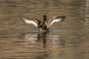 Red-crested Pochard (Netta rufina)