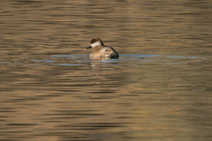 Red-crested Pochard (Netta rufina)