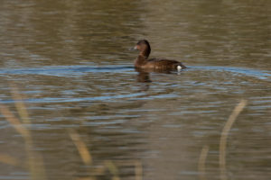 Ferruginous Duck (Aythya nyroca)