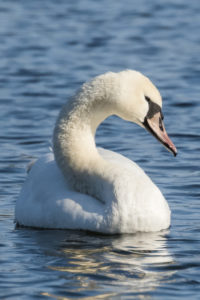 Mute Swan (Cygnus olor)