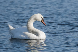 Mute Swan (Cygnus olor)