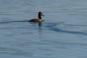 Ferruginous Duck (Aythya nyroca)