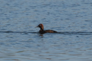 Ferruginous Duck (Aythya nyroca)