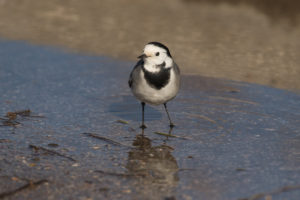 White Wagtail (White-faced) (Motacilla alba alba)