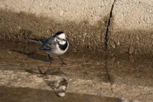 White Wagtail (White-faced) (Motacilla alba alba)