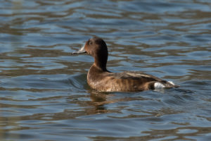 Ferruginous Duck (Aythya nyroca)