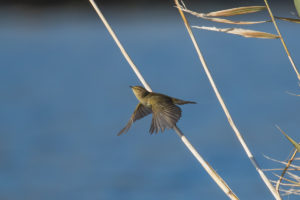 Common Chiffchaff (Phylloscopus collybita)