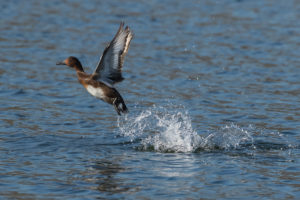 Ferruginous Duck (Aythya nyroca)