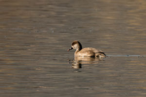 Red-crested Pochard (Netta rufina)