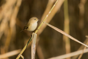 Common Chiffchaff (Phylloscopus collybita)