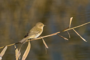 Common Chiffchaff (Phylloscopus collybita)