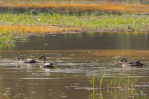 Indian Spot-billed Duck (Anas poecilorhyncha)