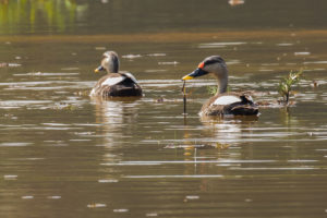 Indian Spot-billed Duck (Anas poecilorhyncha)