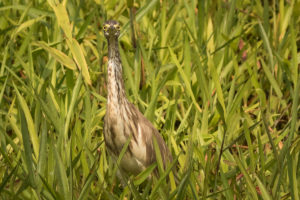 Indian Pond-Heron (Ardeola grayii)