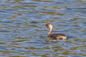 Little Grebe (Tachybaptus ruficollis)