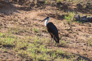 Woolly-necked Stork (Ciconia episcopus)