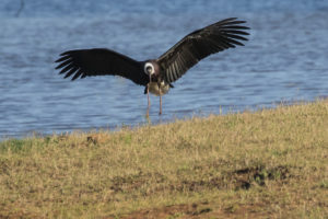 Woolly-necked Stork (Ciconia episcopus)