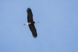 Woolly-necked Stork (Ciconia episcopus)