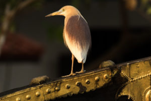 Indian Pond-Heron (Ardeola grayii)