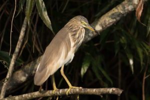 Indian Pond-Heron (Ardeola grayii)