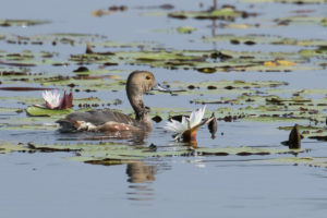 Lesser Whistling-duck (Dendrocygna javanica)