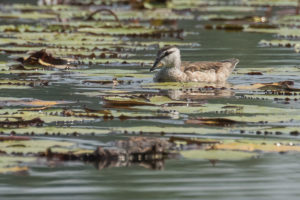 Cotton Pygmy-goose (Nettapus coromandelianus)