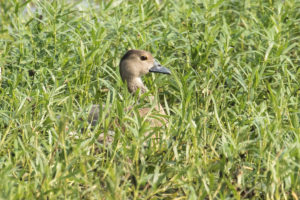 Lesser Whistling-duck (Dendrocygna javanica)