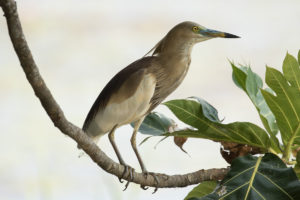 Indian Pond-Heron (Ardeola grayii)